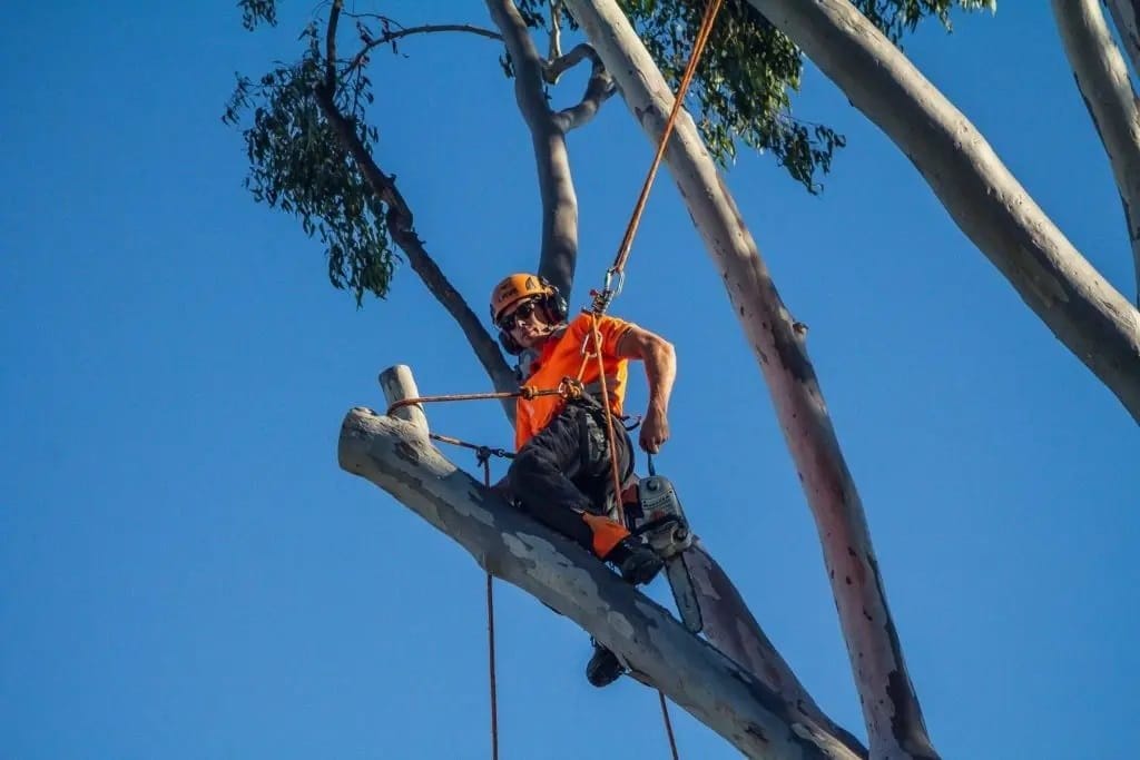 The Importance of Regular Tree Trimming in Cranbourne Properties