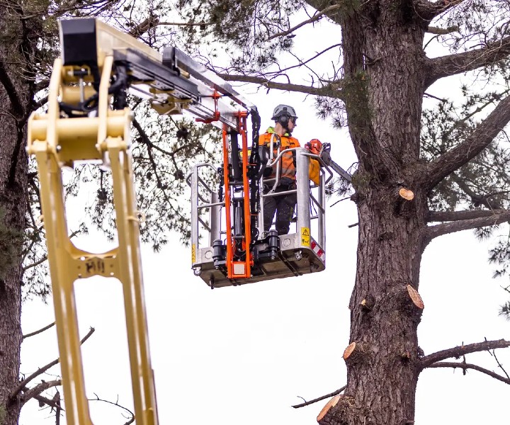Tree pruner in Mornington Peninsula
