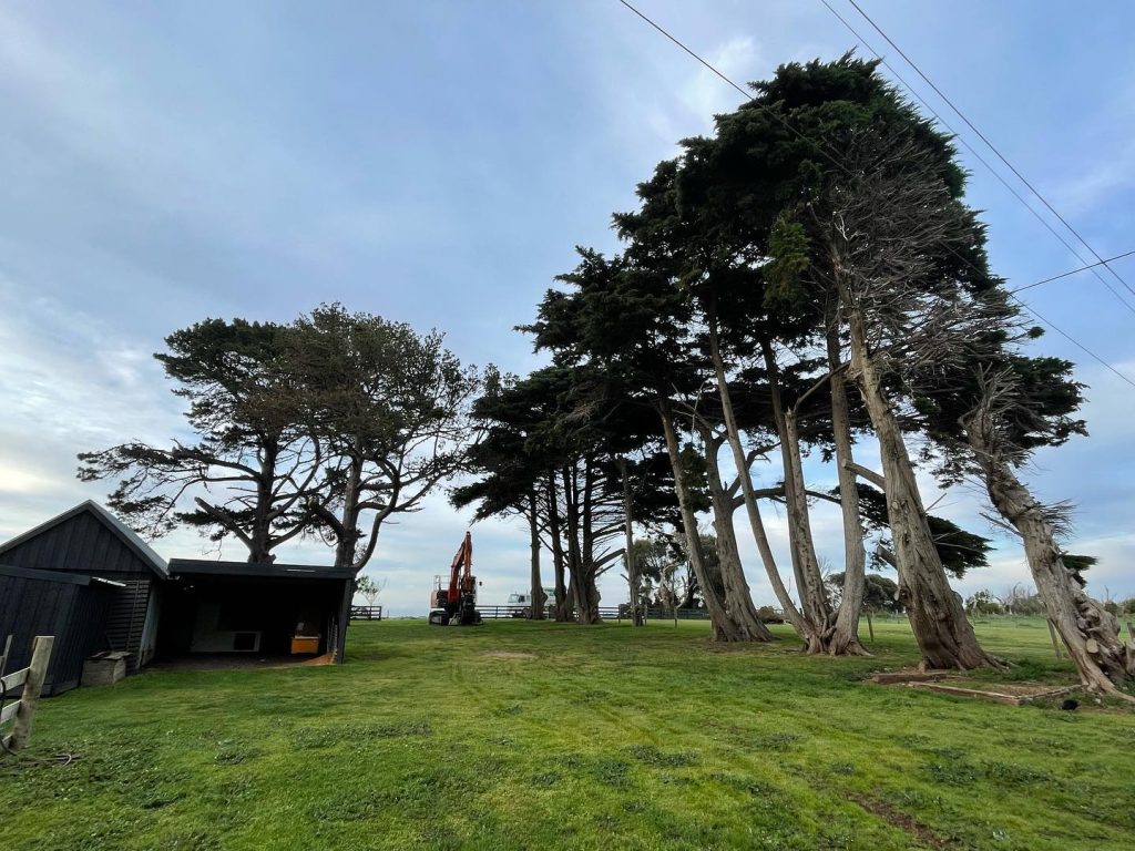 Arborist service Mornington Peninsula
