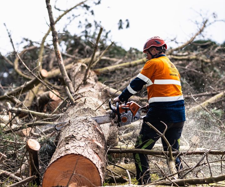 tree removal frankston