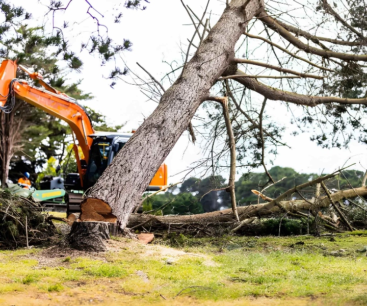 Emergency tree removal services in Hastings Mornington Peninsula