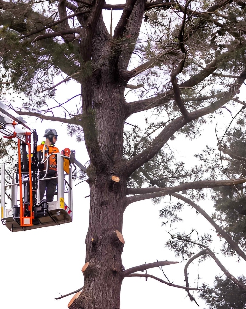 Tree cutting and land clearing services in Hastings VIC