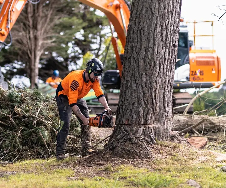 Professional tree removal in Hastings VIC by certified arborists