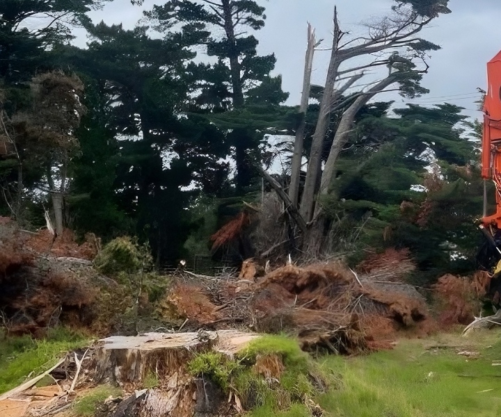 Residential stump grinding Hastings Mornington Peninsula service