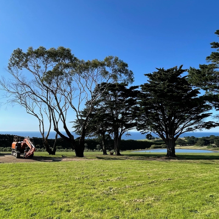 tree trimming Cranbourne before and after canopy maintenance