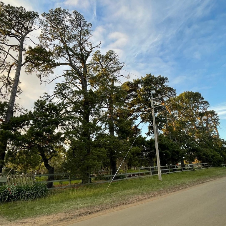 Tree Maintenance Near Power Lines in Mount Eliza VIC