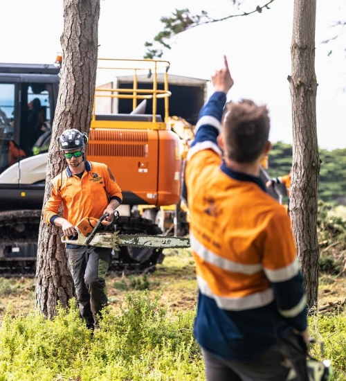 Tree Service Team in Mount Eliza VIC