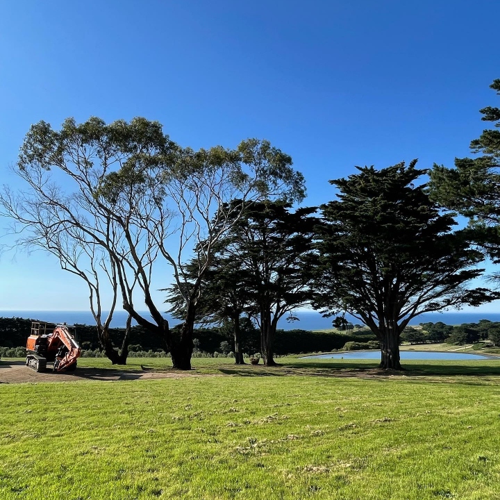 Qualified arborist pruning trees in the Mornington Peninsula