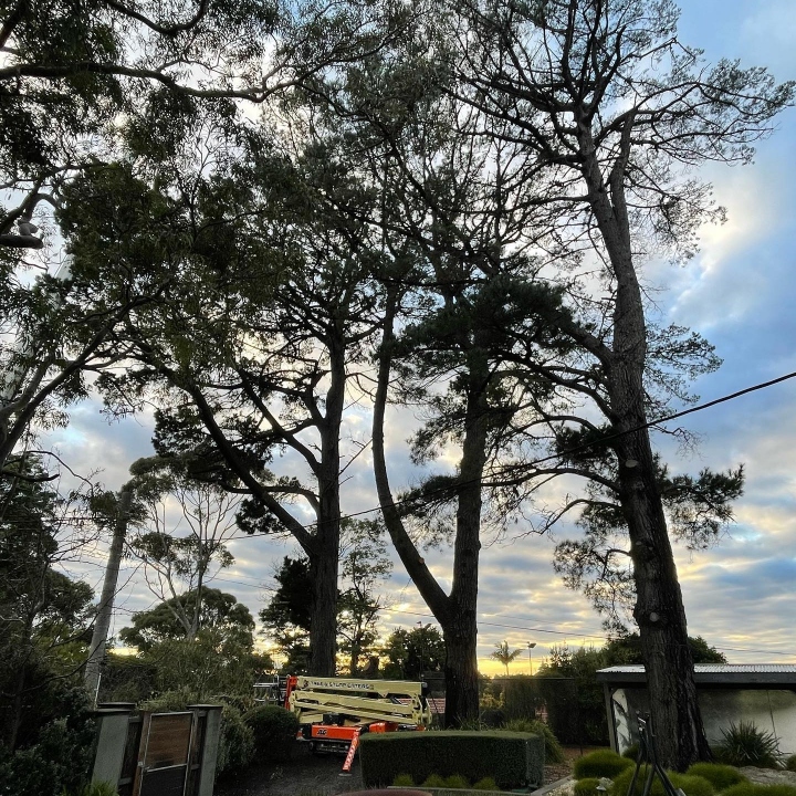 Commercial tree maintenance services across Victoria
