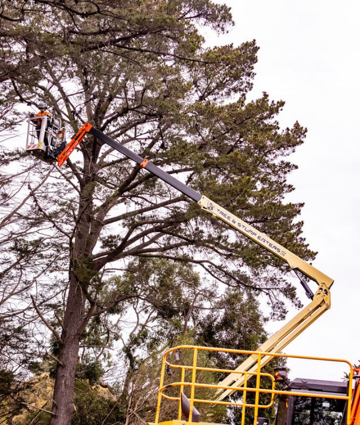 Emergency tree trimming services in Mount Eliza