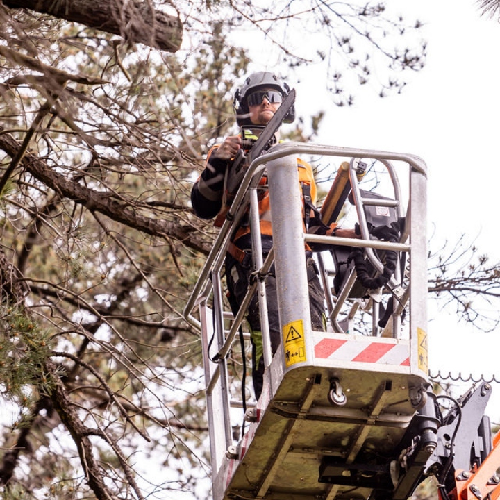 Professional tree trimming services in Mount Eliza VIC