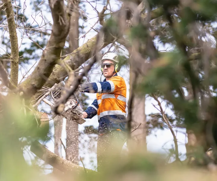 tree lopping langwarrin