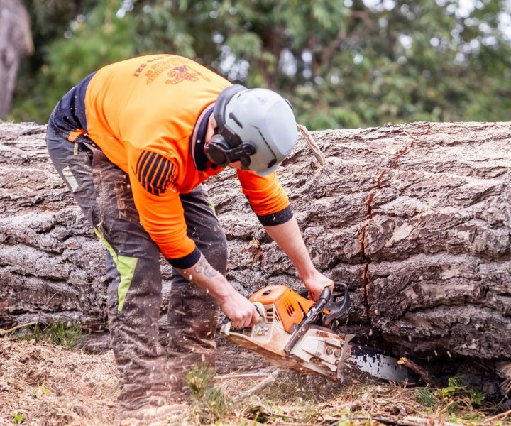 tree removal langwarrin